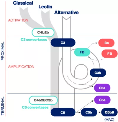 The role of the complement system in C3 glomerulopathy